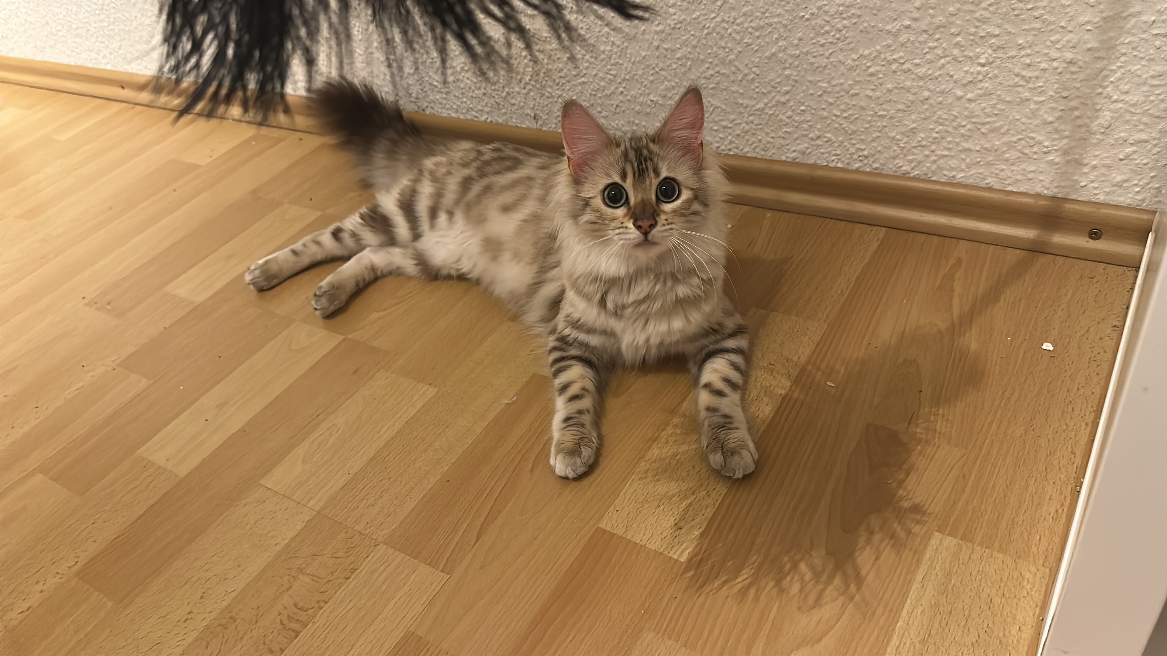 CH. Shiny Chrystal Gracie