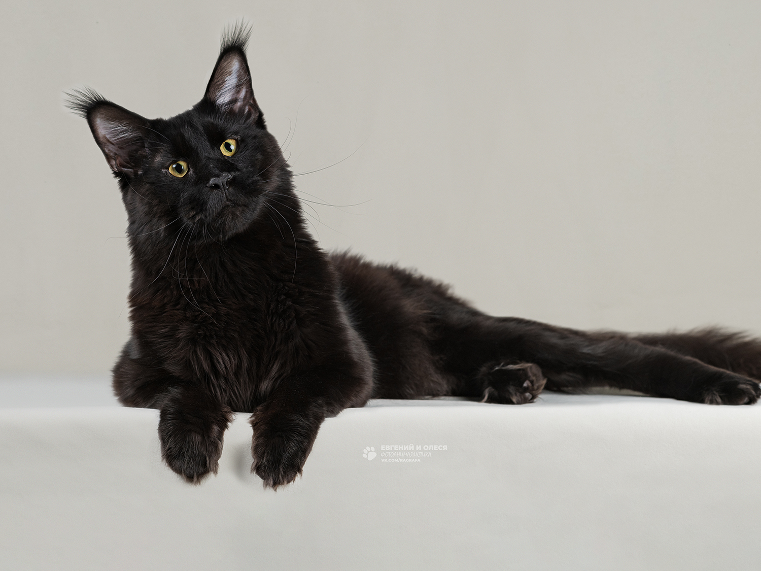 GICH. Caliostro Alpine Tail