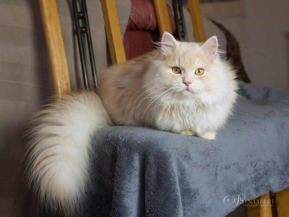 CH. Enno von Gutmeer