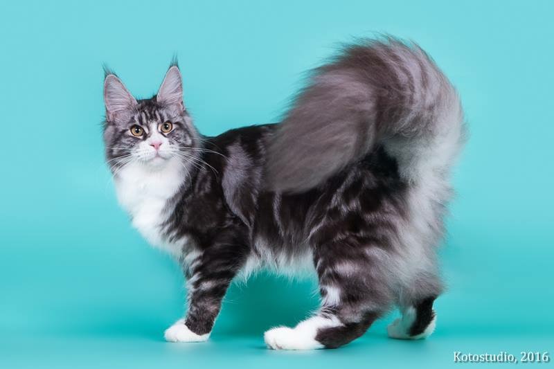 Bestseller Calgary Basileus