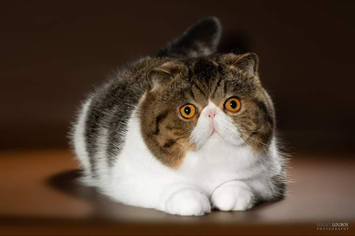 Double Master, WCH. Black Pearls Enjoy