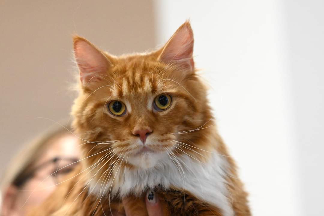 Lovely Giant Robin Hood