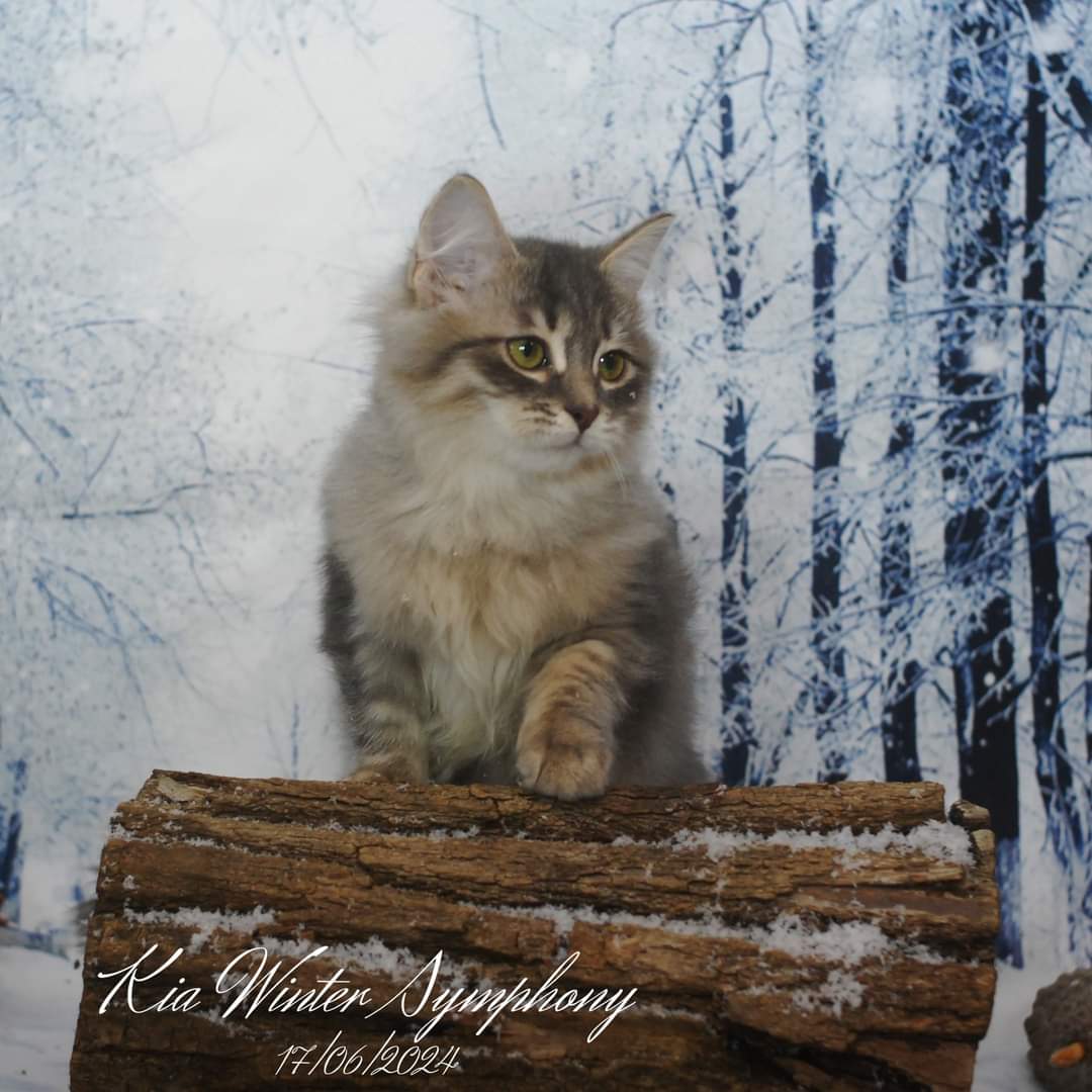 Kia Winter Symphony*IT