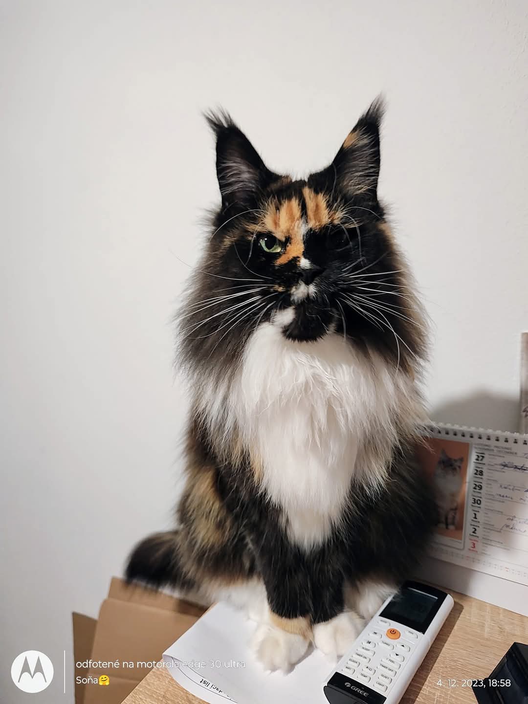 CH Pawsome Giants Roxen