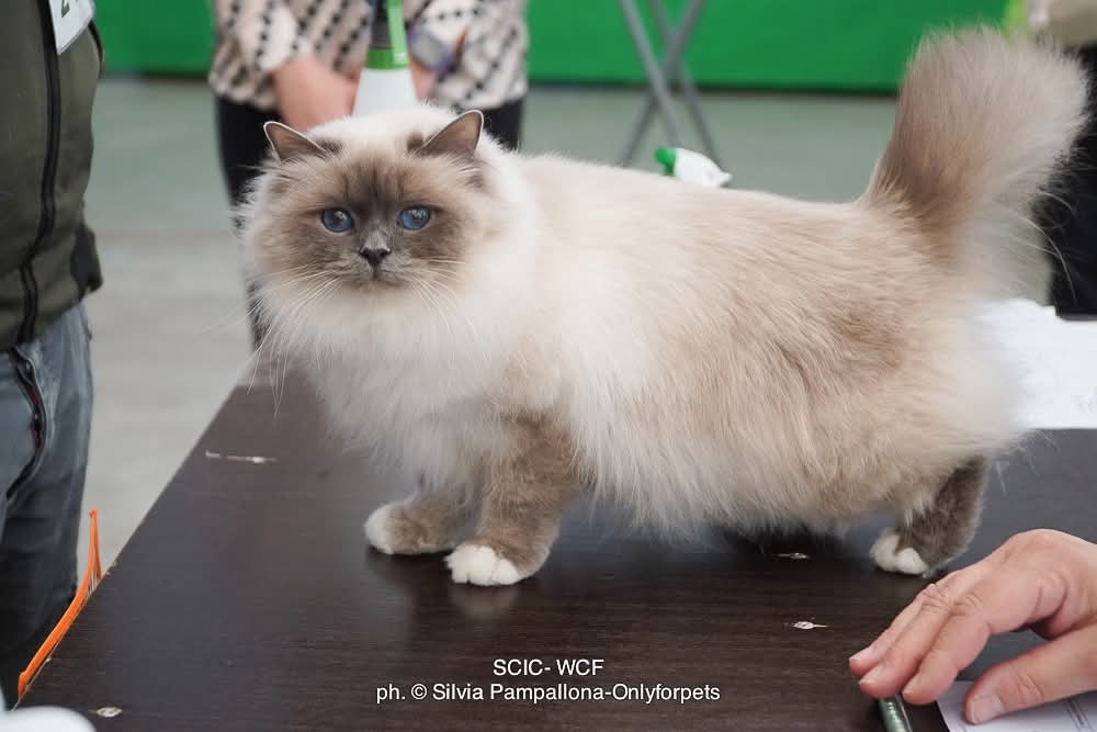 ICH. Abbey Gate von der hamburger Skyline
