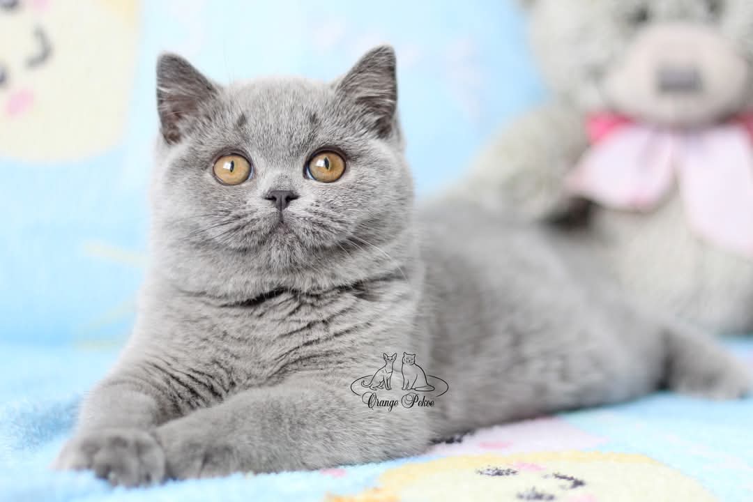 Orange Pekoe*RU Zarina