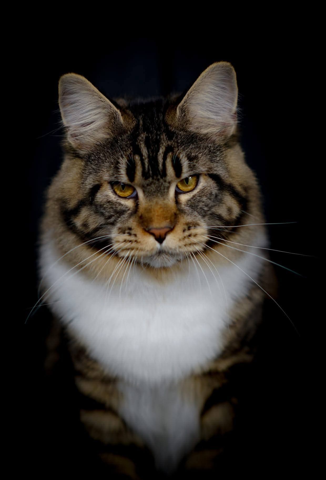 Vivaldi of Masslcats *AT