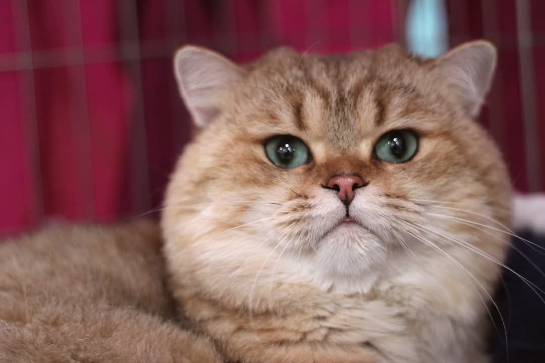 GECH. Purrfect Landlords Cho'gath