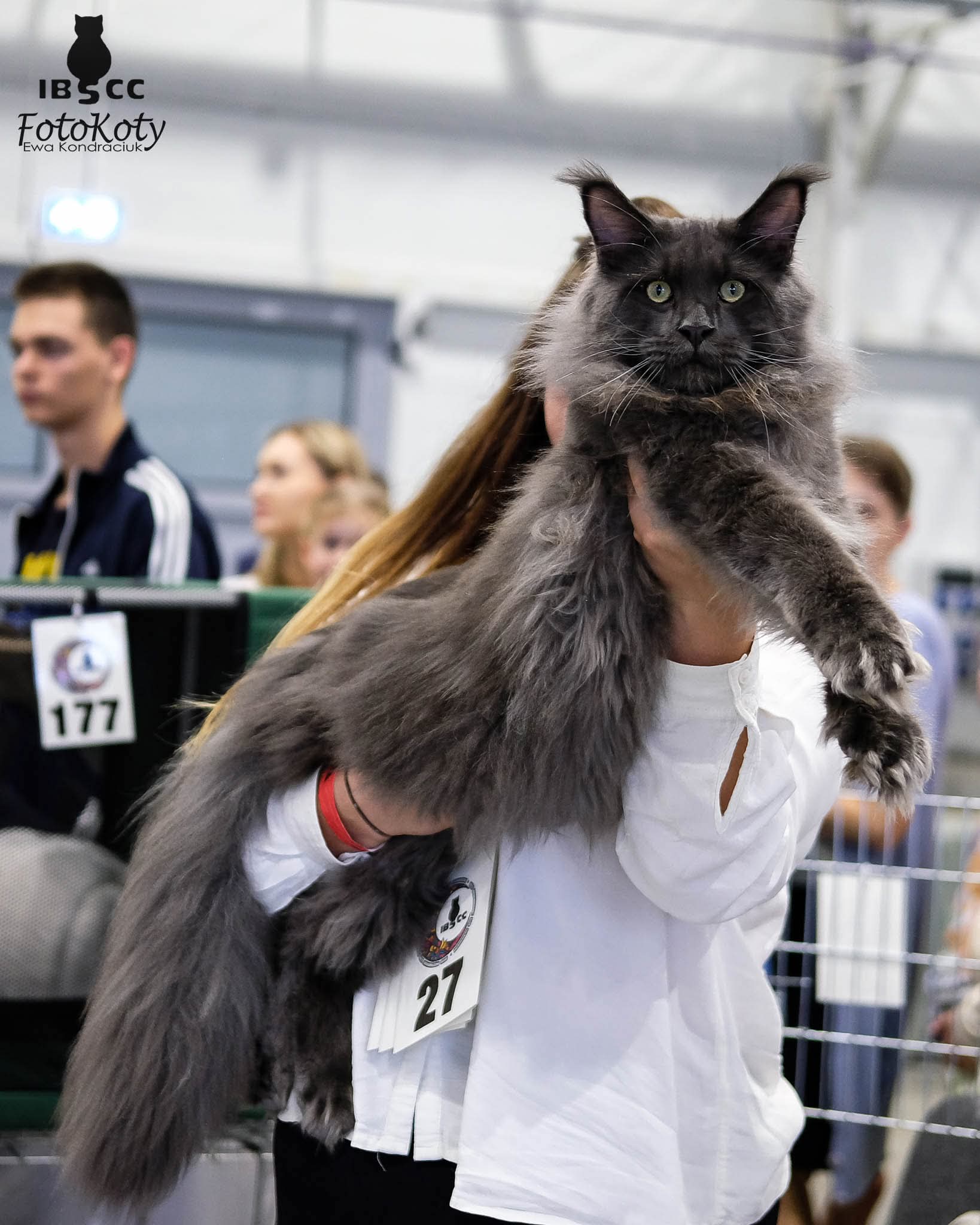 Langstteich's Monte Sexy Torino Blue