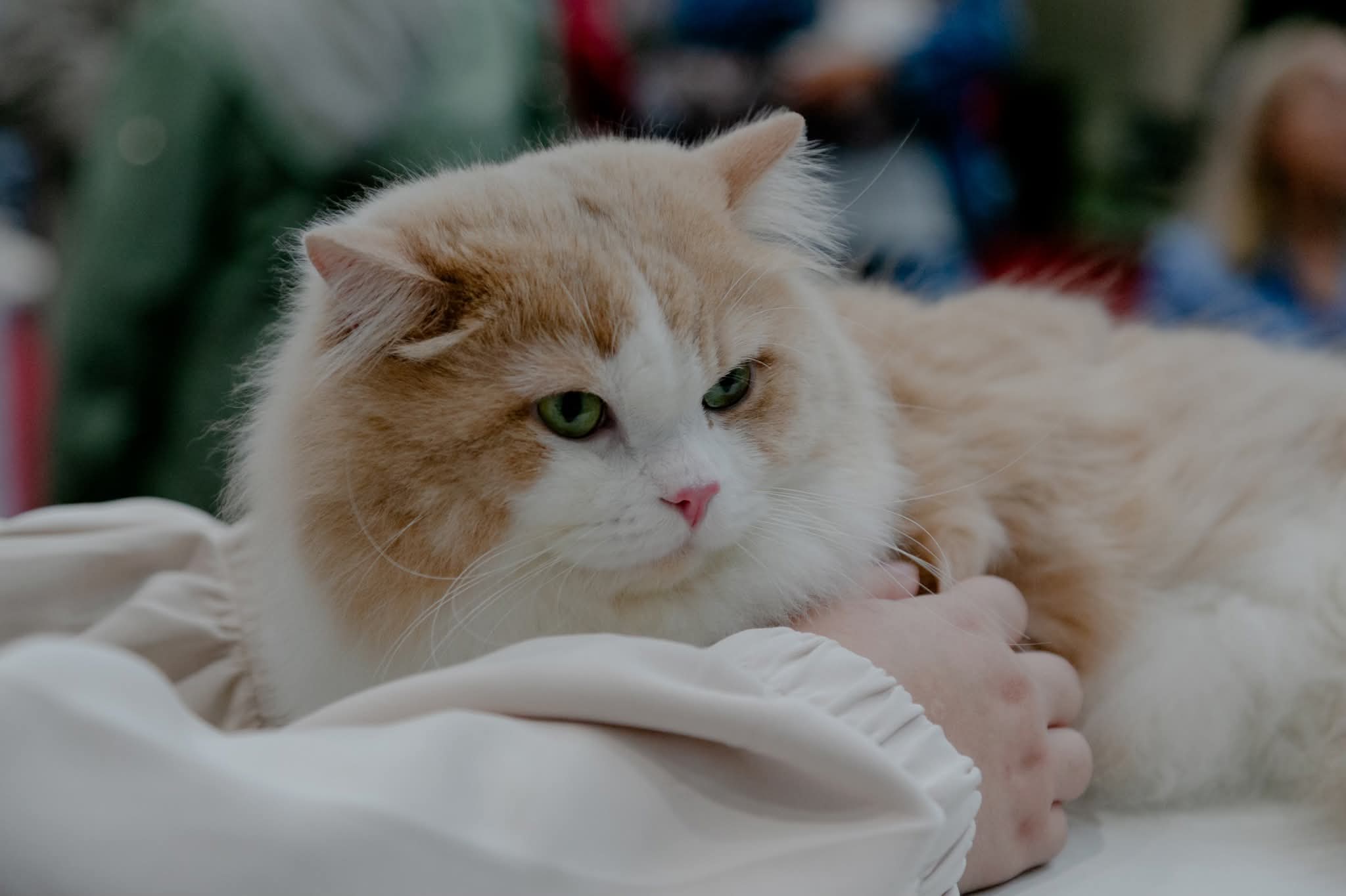 GECH. Rare Fantastic