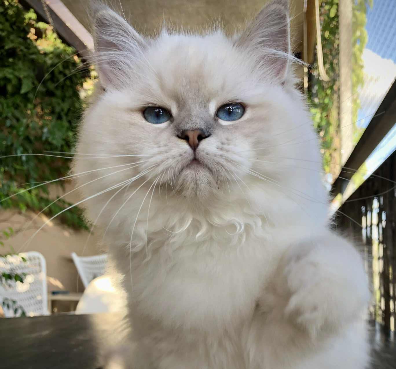 JCH. Keiko Pragdolls