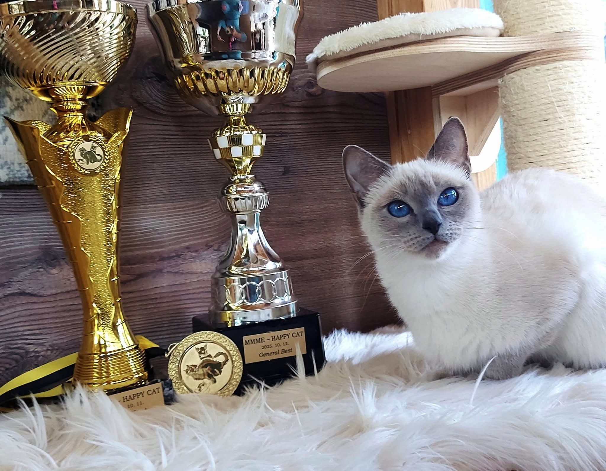 Double Master, WCH. Double Master Telimena Amelia*PL