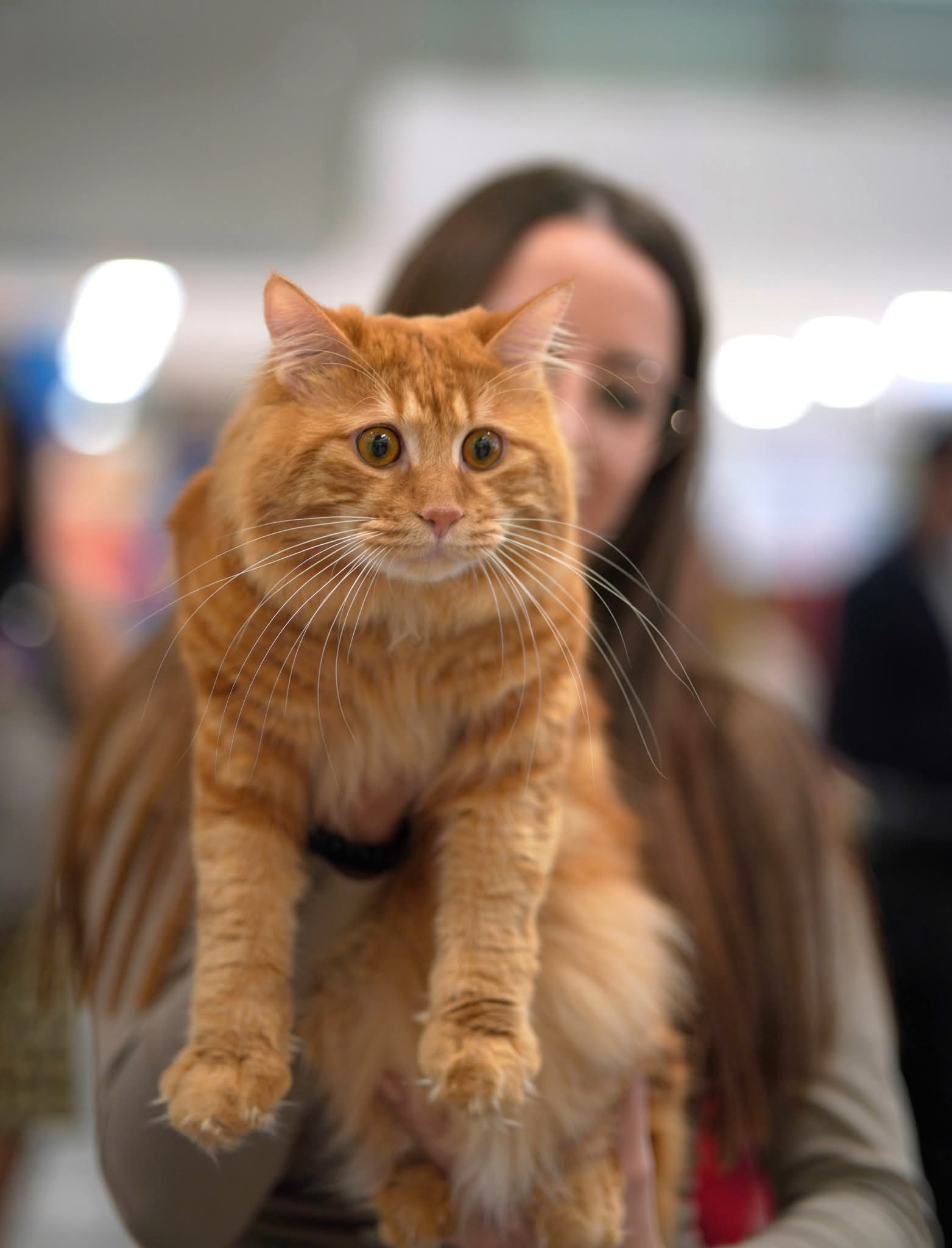 ICH. Nelson Horatio Comandor Lynx