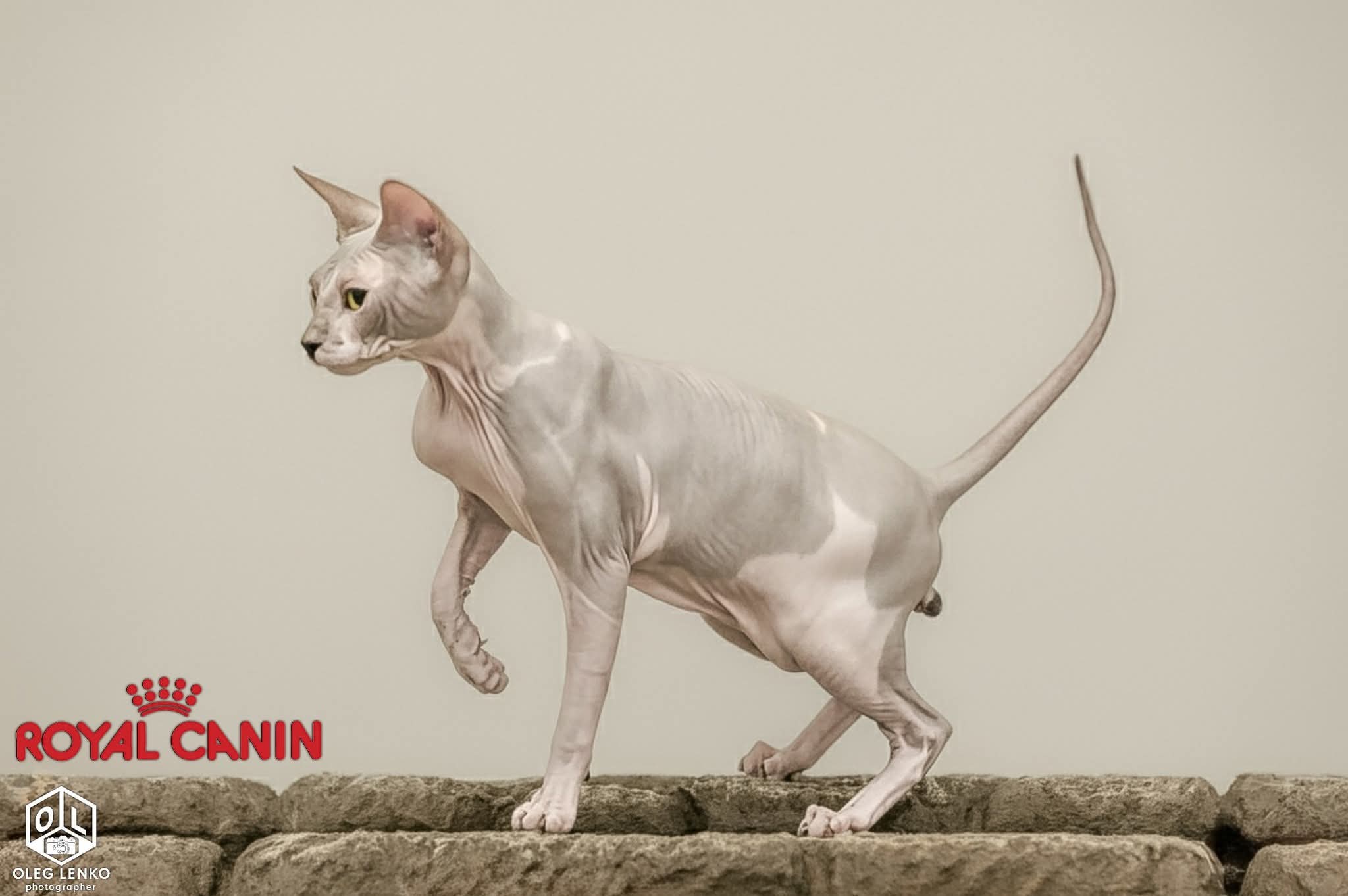 Empiregreenberg Pendragon