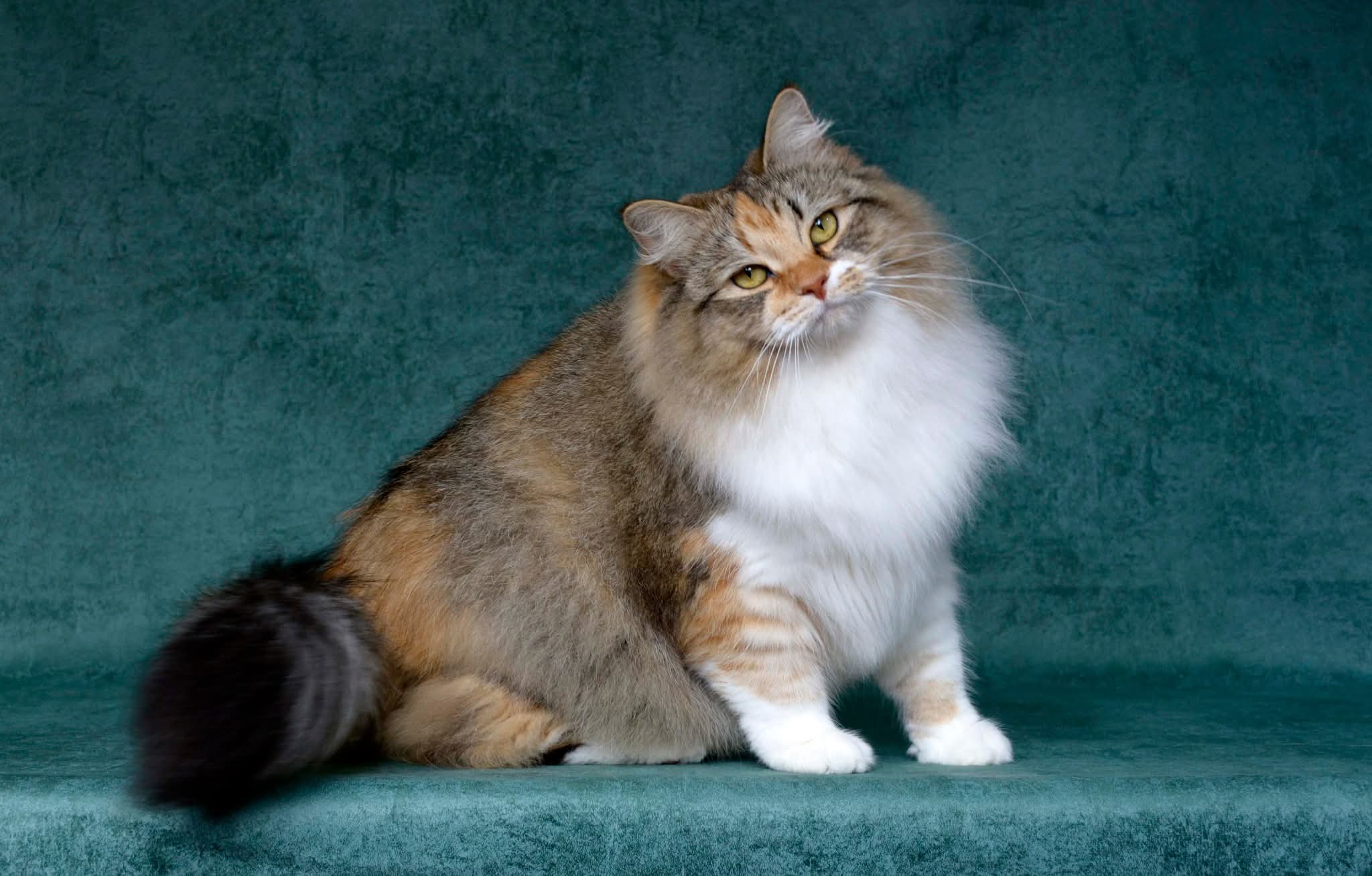 GICH. Nastya Lesnaya Skazka