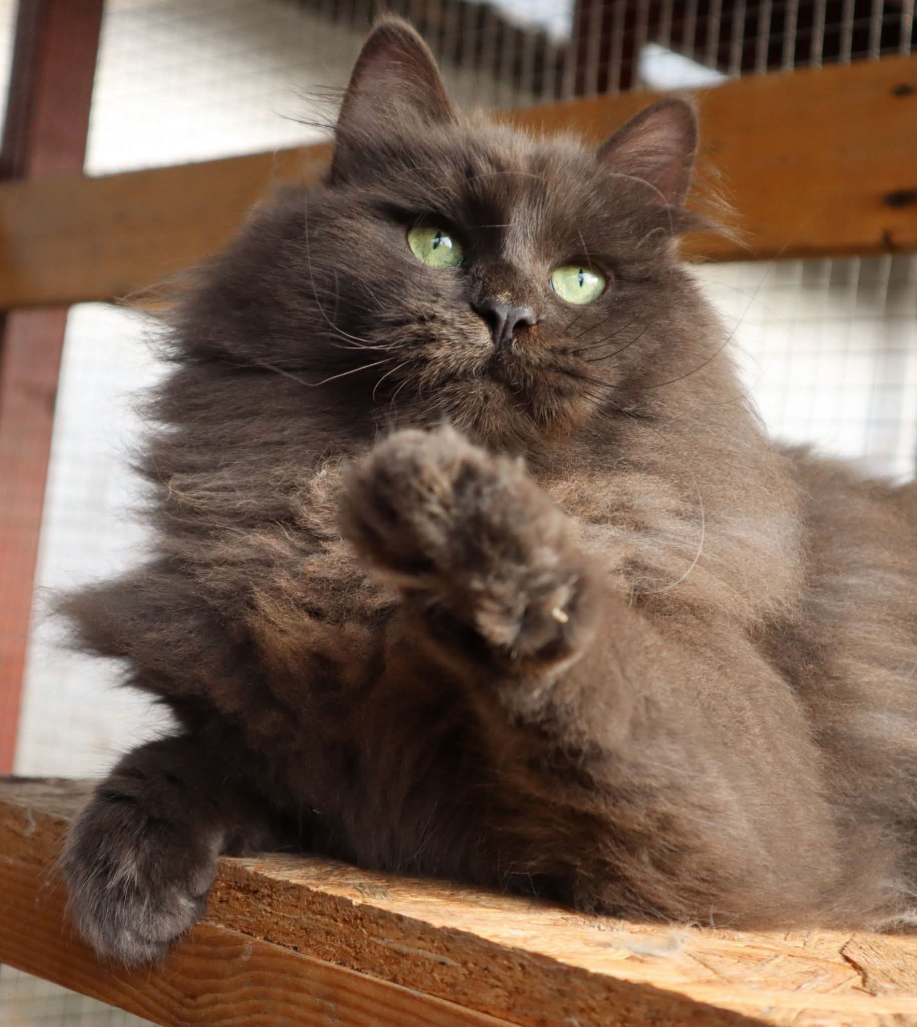 Highlight of Siblione Anubis