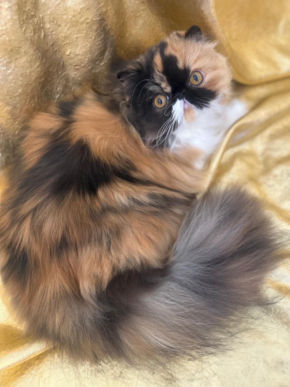 HR*Dux Regnum Annabelle