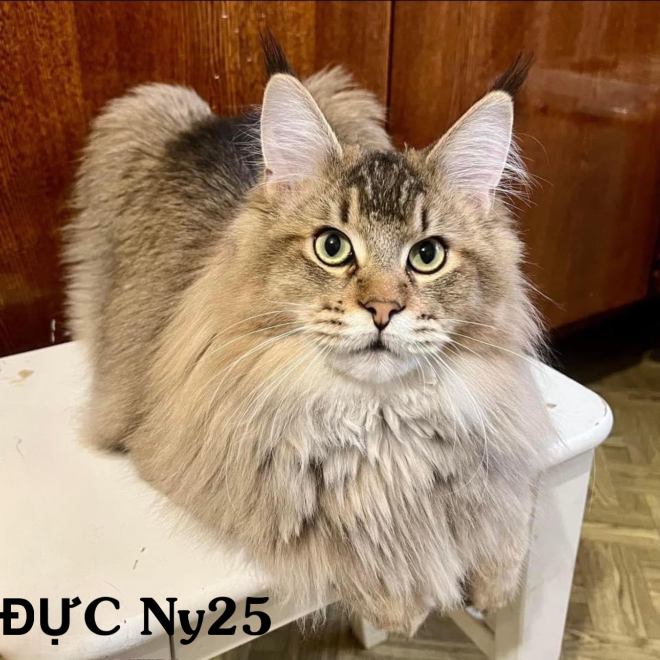 SARMATCOON NATUS VINCERE
