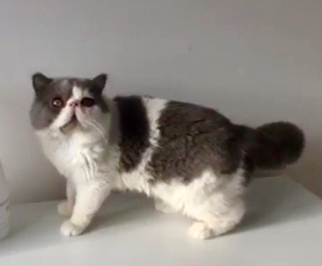 PICCOLO SIMPLE(A)MORE*PL