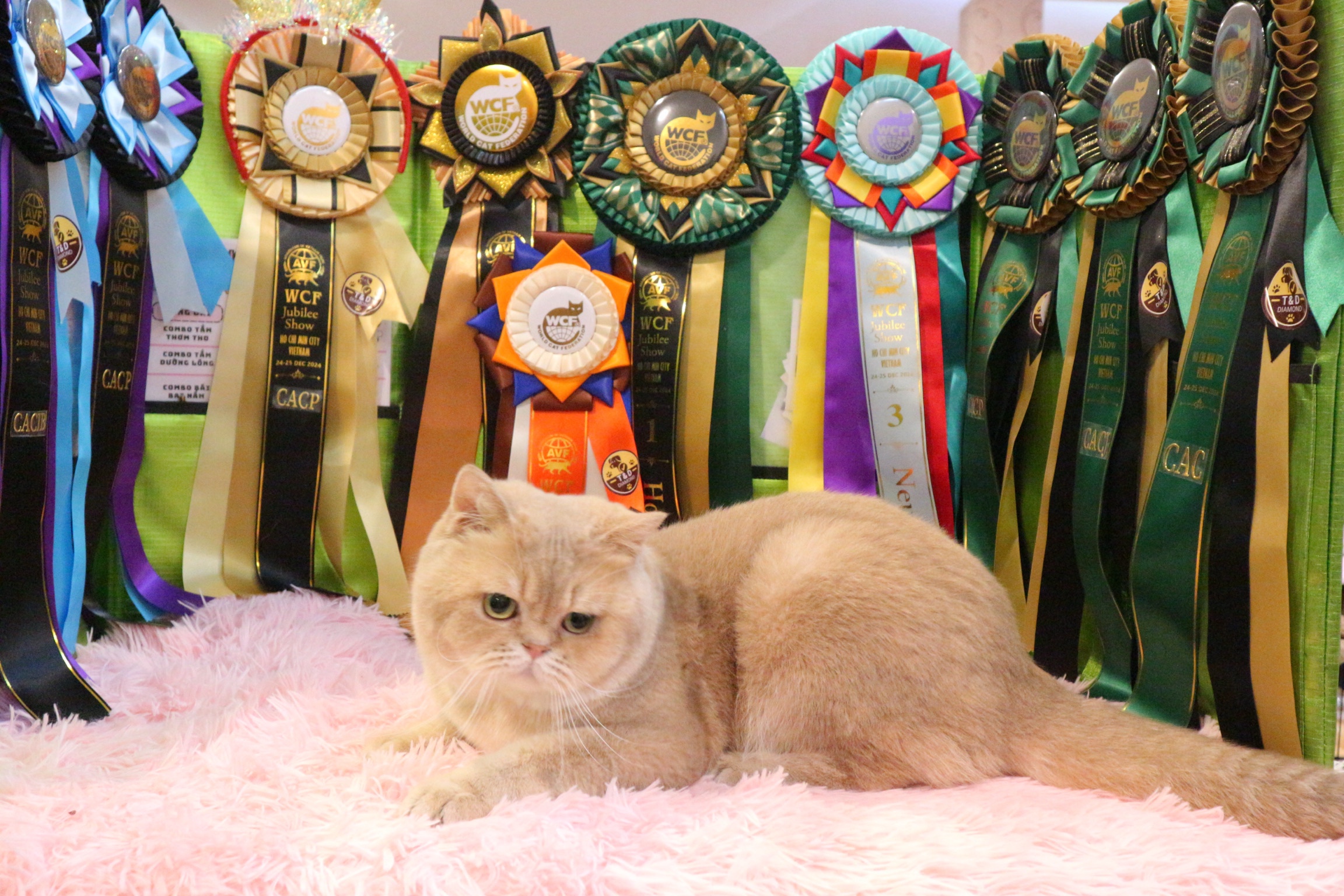 CH. Charlotte Brooklyn Rhoenix