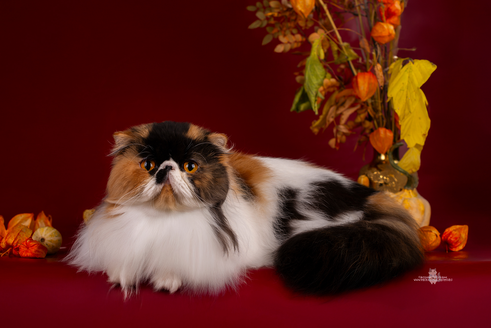 Faina Ar Elen-de-my Pride