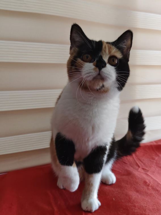 Fergie of Sprightly Tales