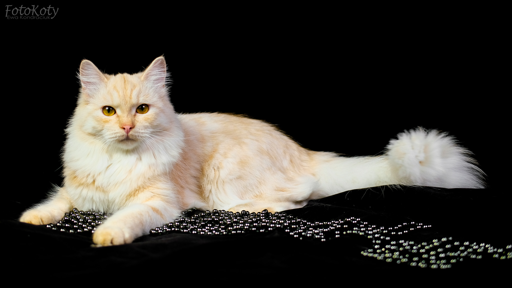 ECH. Fido Sheer Joy*PL