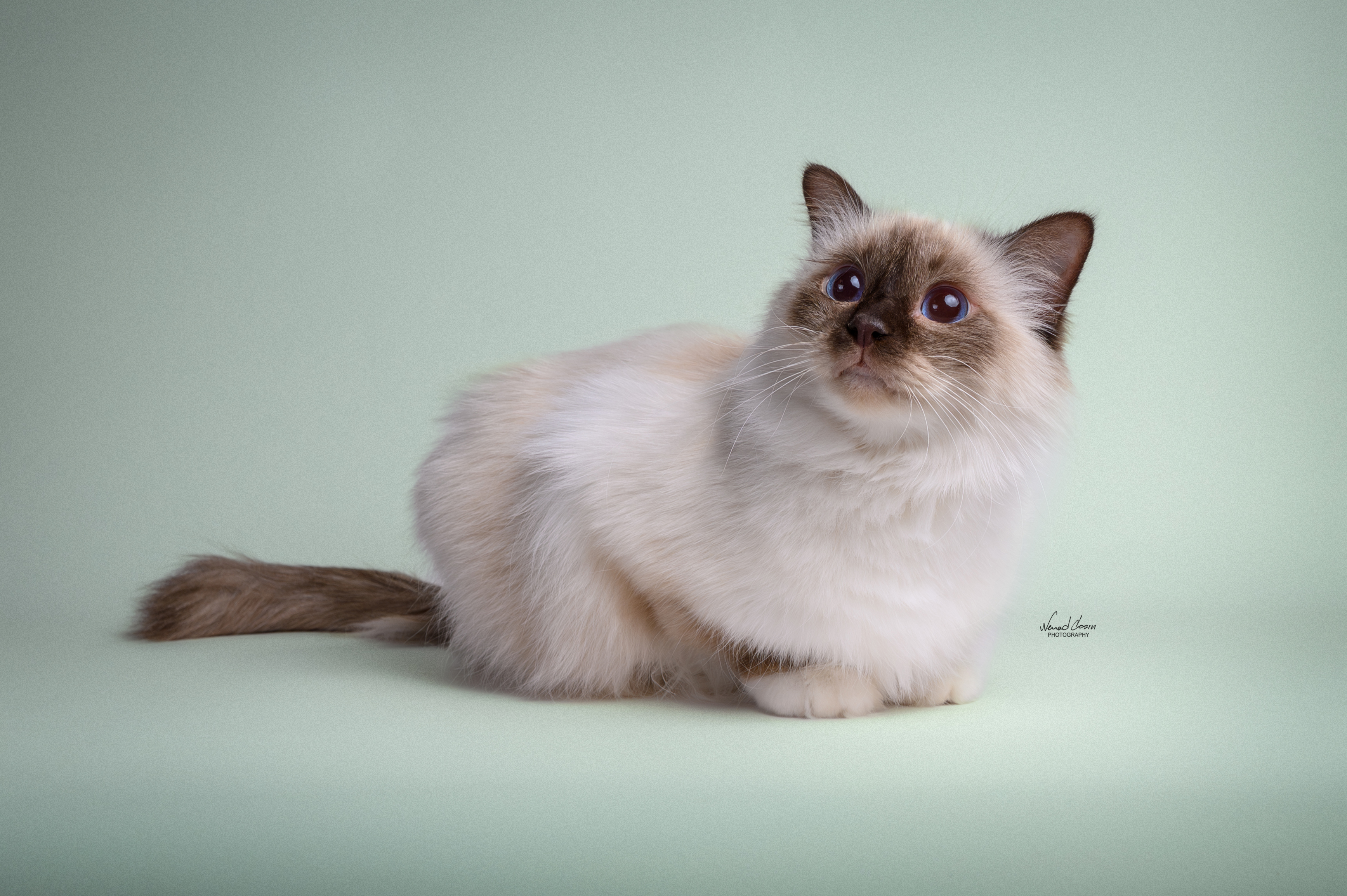 ECH. SACRED CAT Pandora