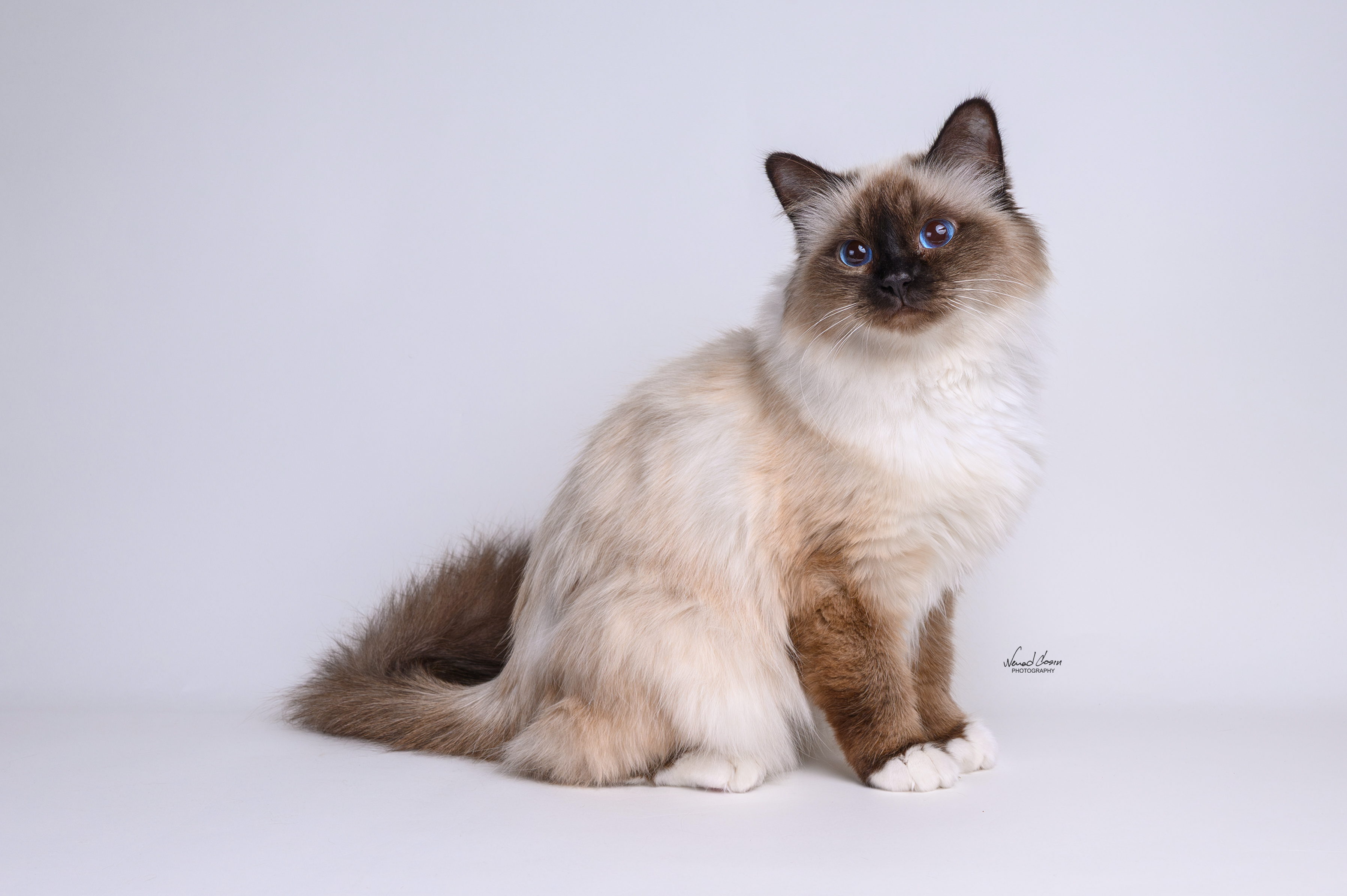 GICH. SACRED CAT Warna