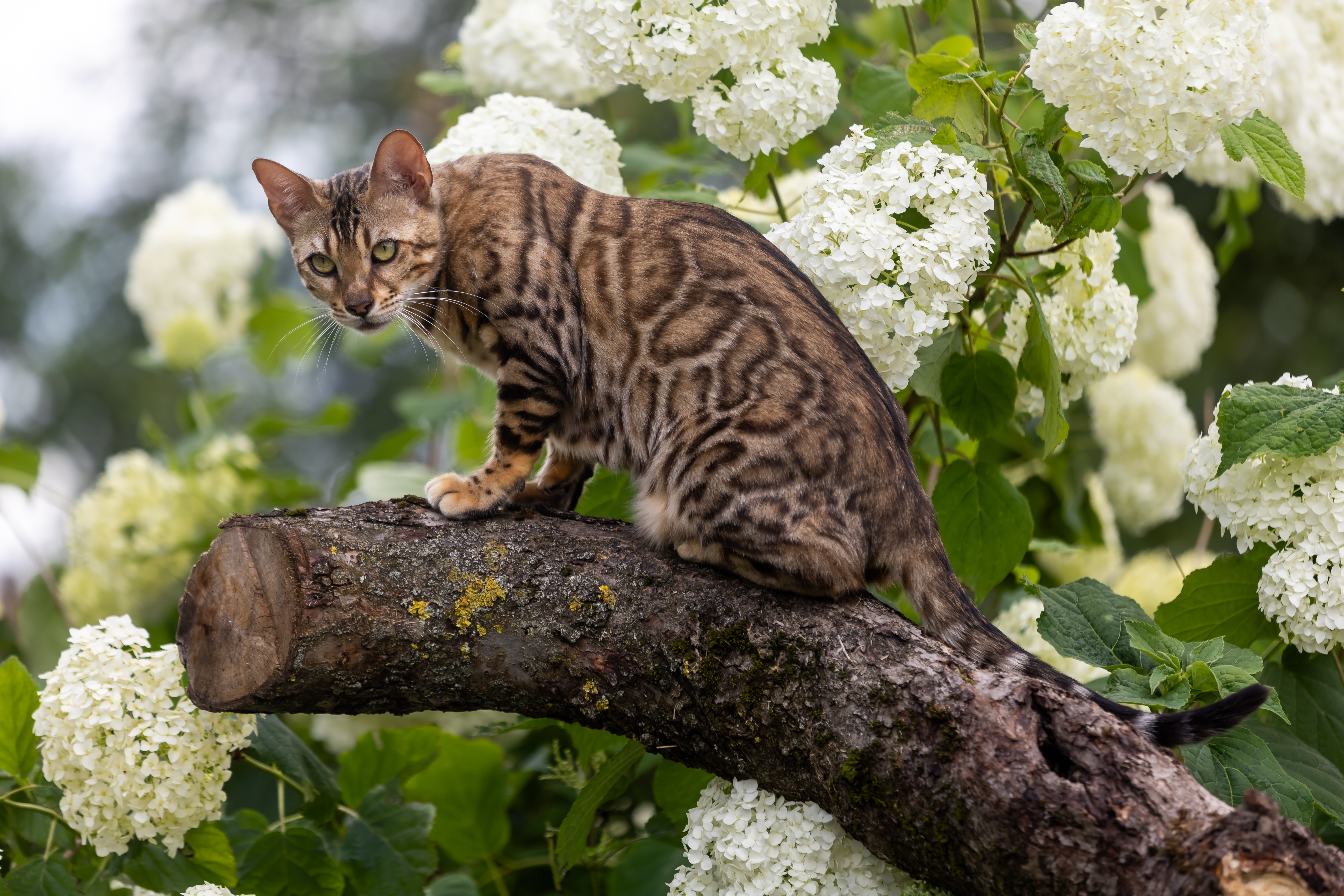 Yalta Blossom Paradise