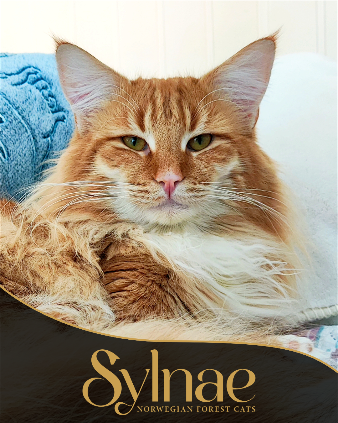 ICH. Smashing Pumpkins av Verden