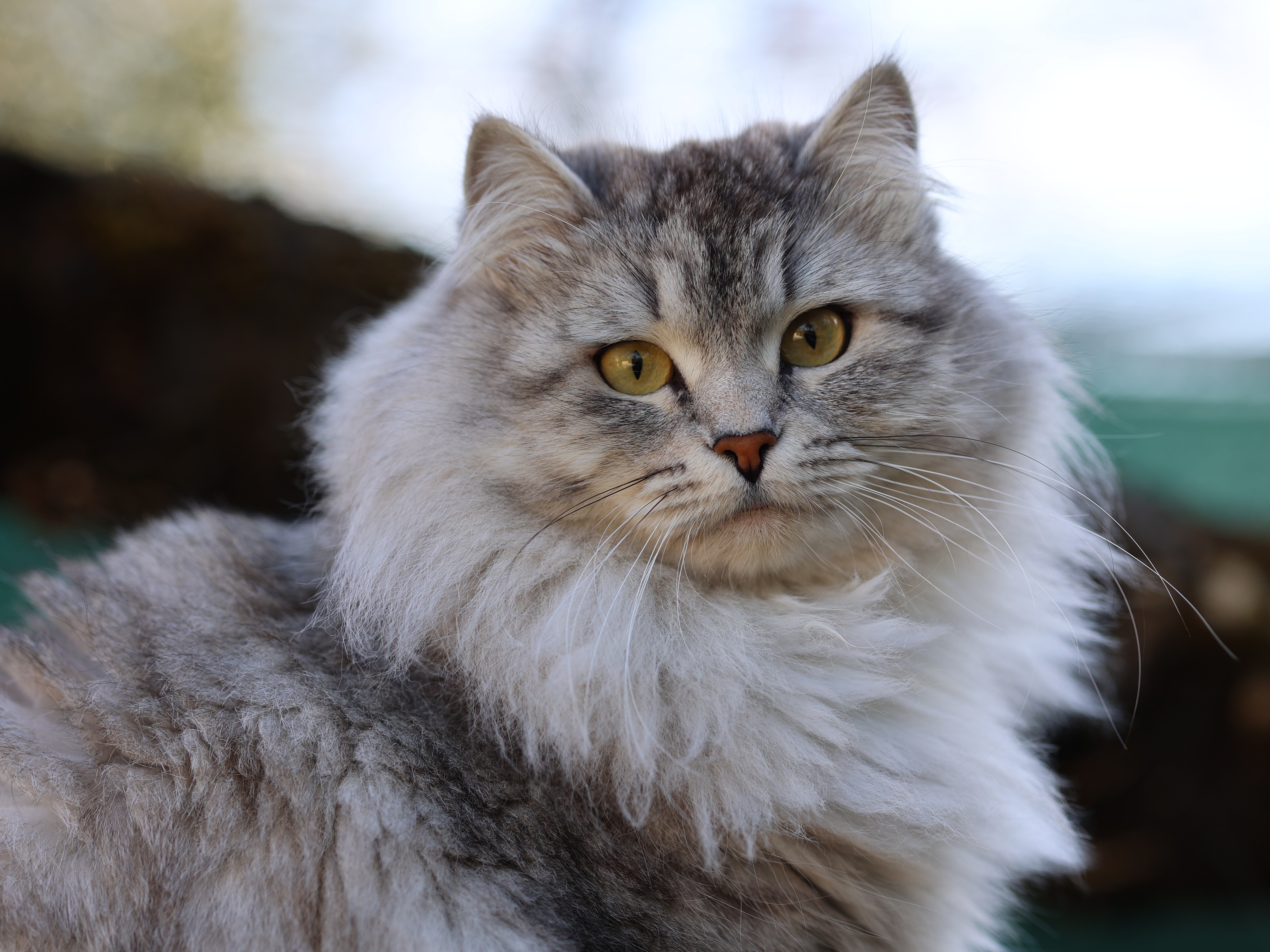 GECH. Tsunami du Mas des Névas