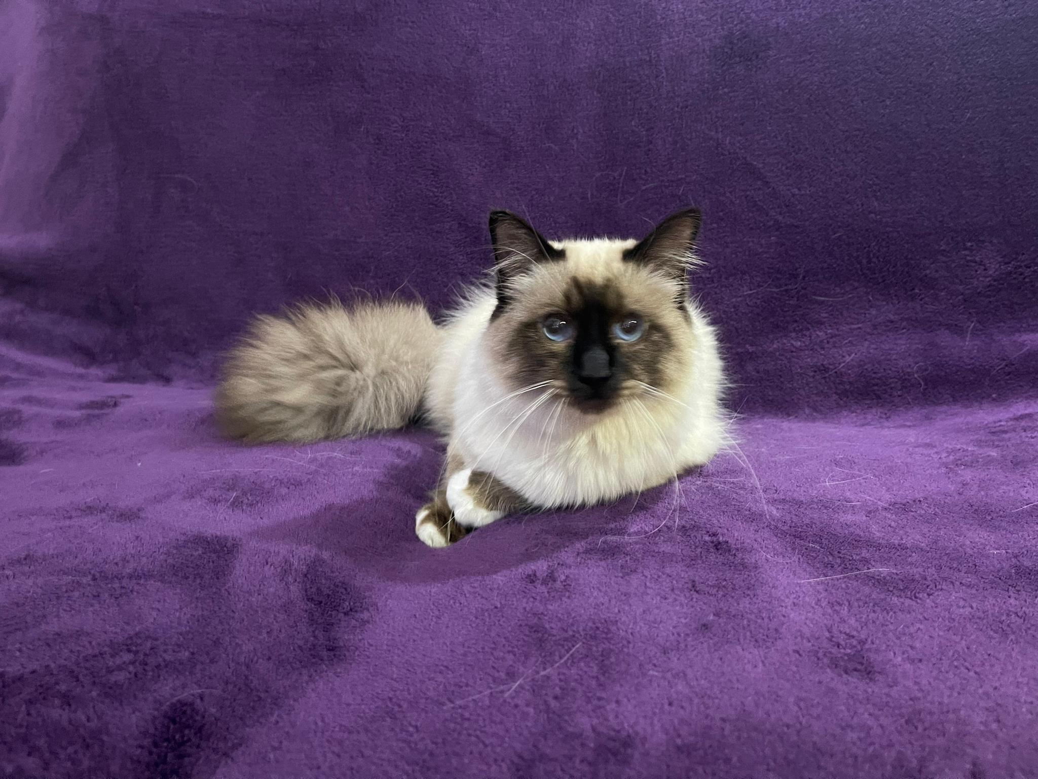 IT Cat Monastery Gepetto