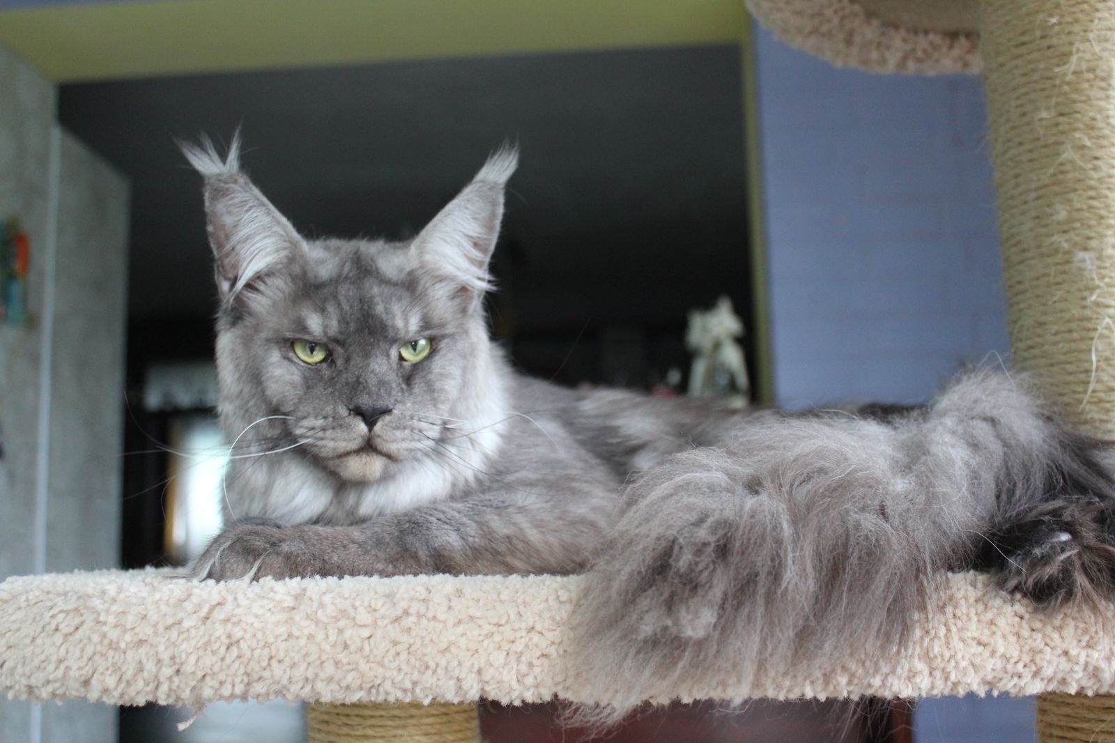 CH. RU*CATSWILL COUNTY´S Onyx