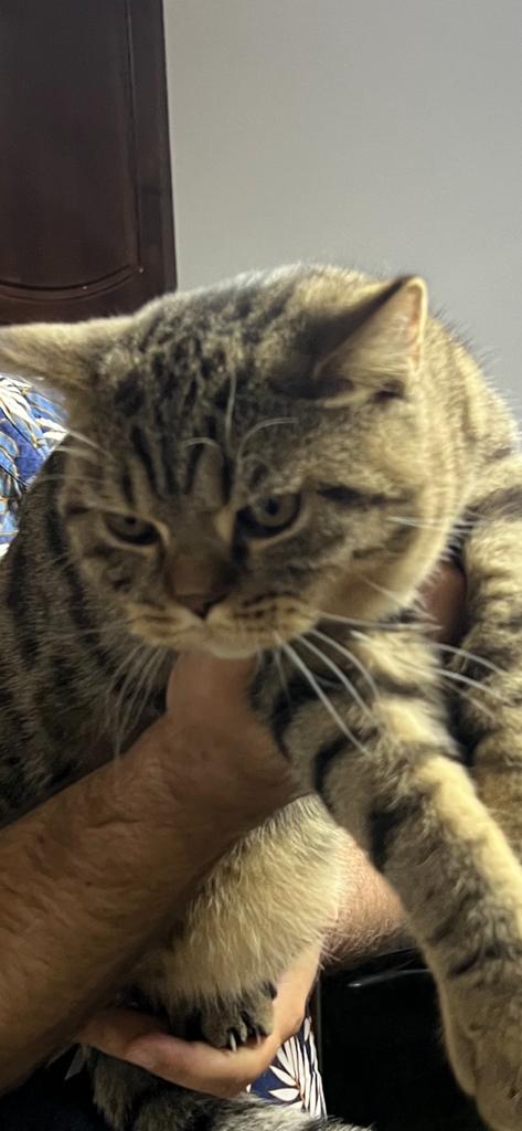 ECH. AURELIUS MARCUS INFINITI GREEN