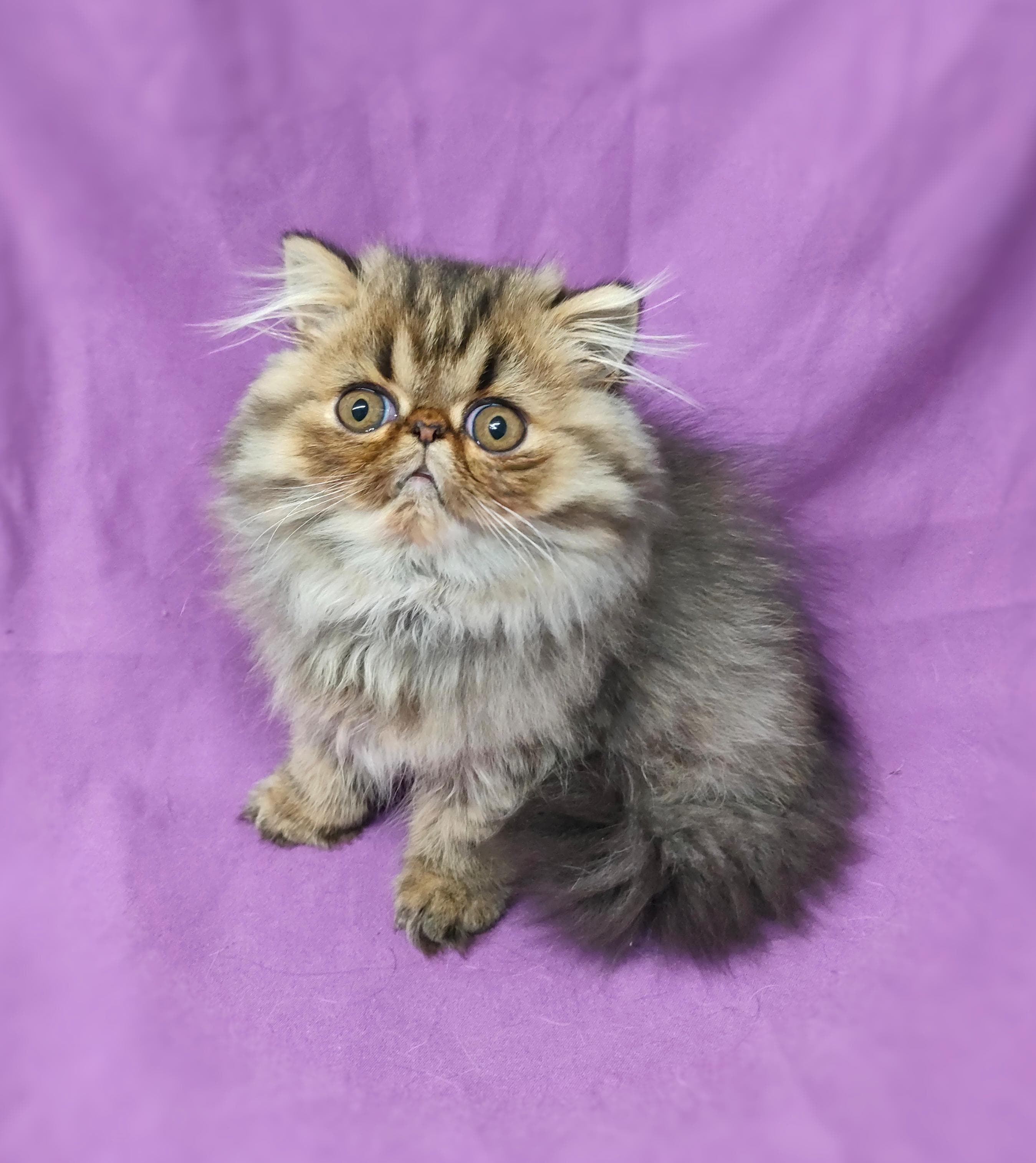 C- Eugin Space Cat