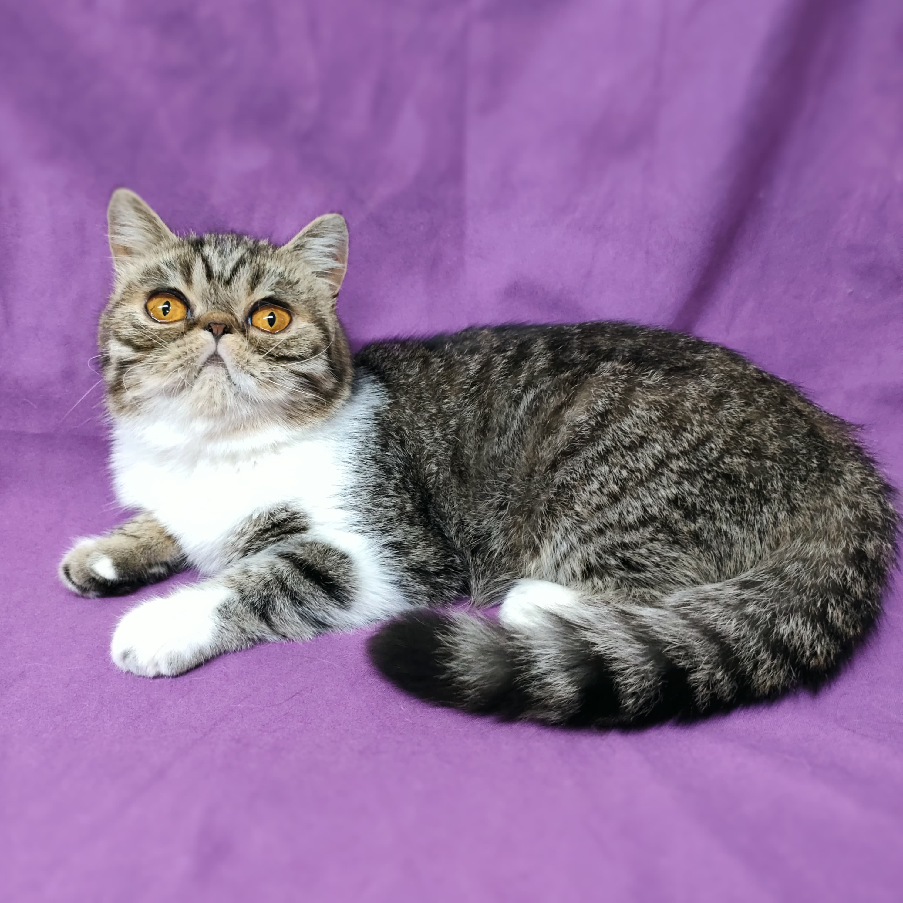 B- Patufina Space Cat