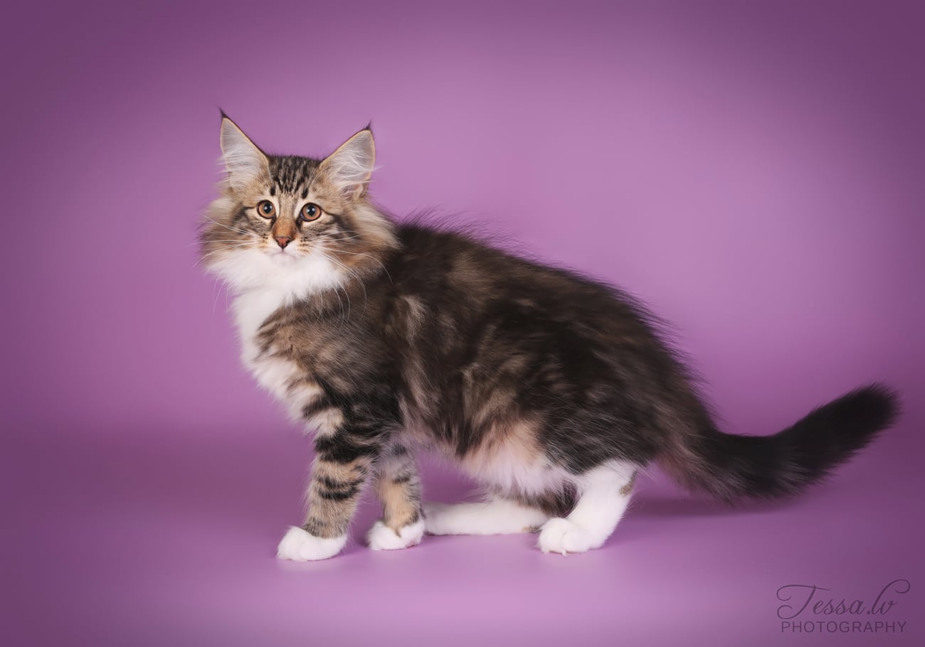 EE* Lydia of NorrandStar