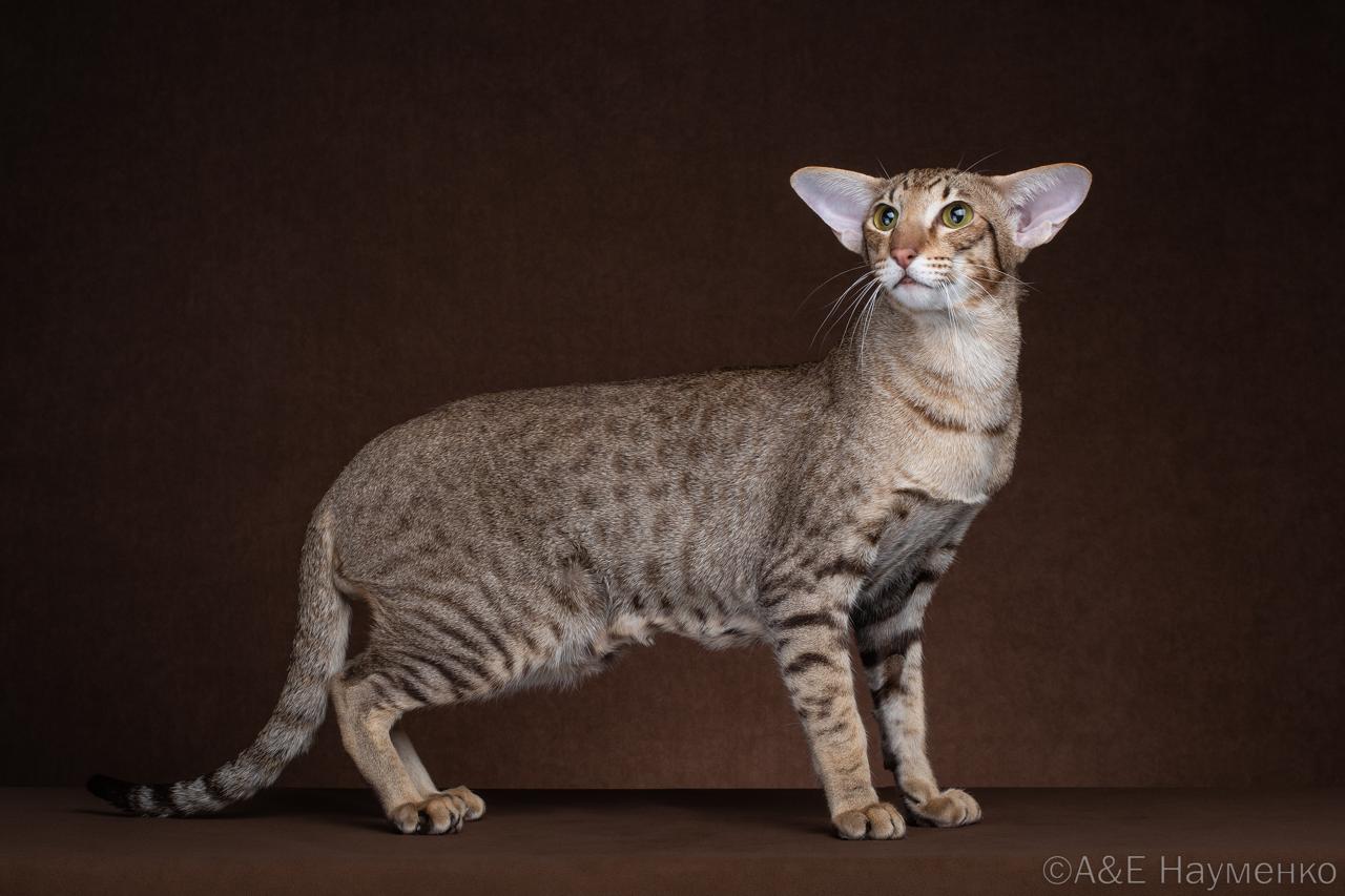 Master, ICH. Golden Eastern Pride Kosmos