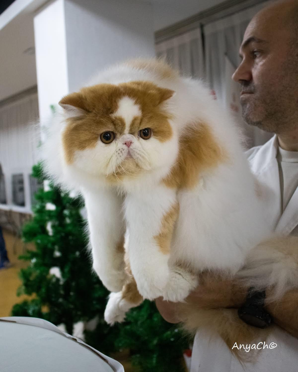 Teddies Love Destello