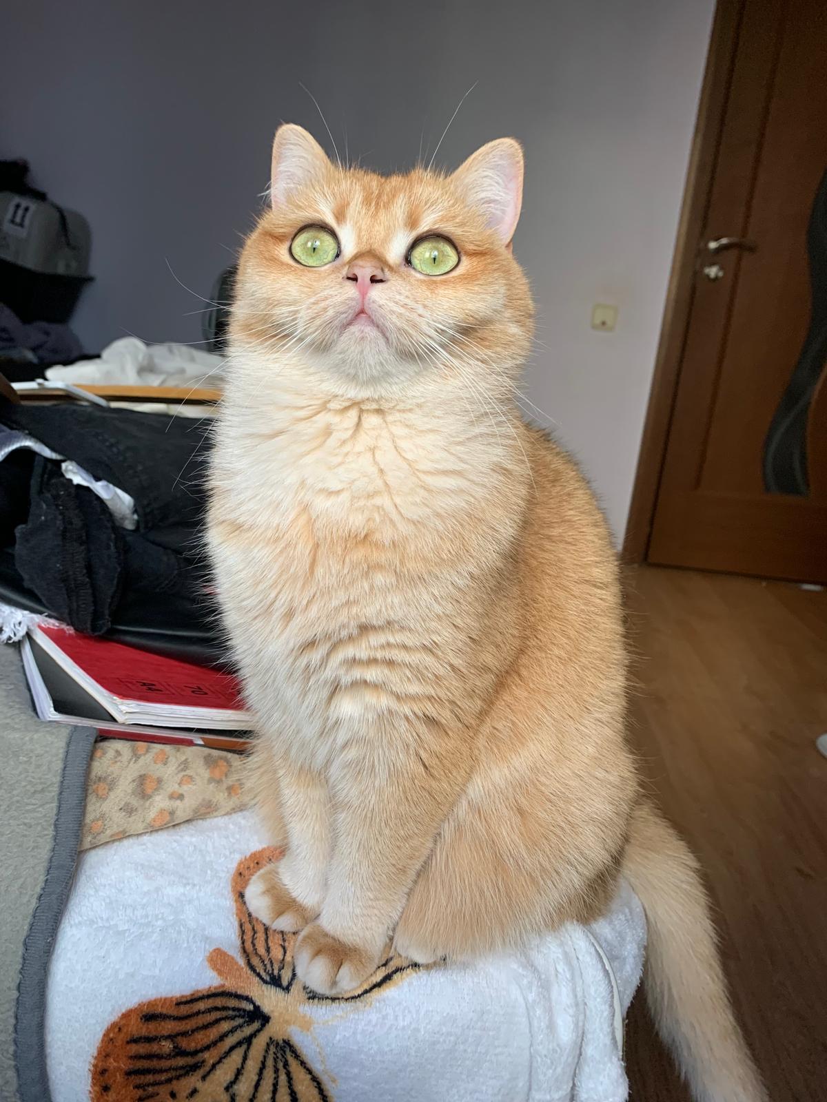 A Star Of Garfieldland