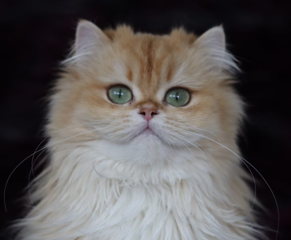 Master, CH. SHE-RA OF DREAMLAND