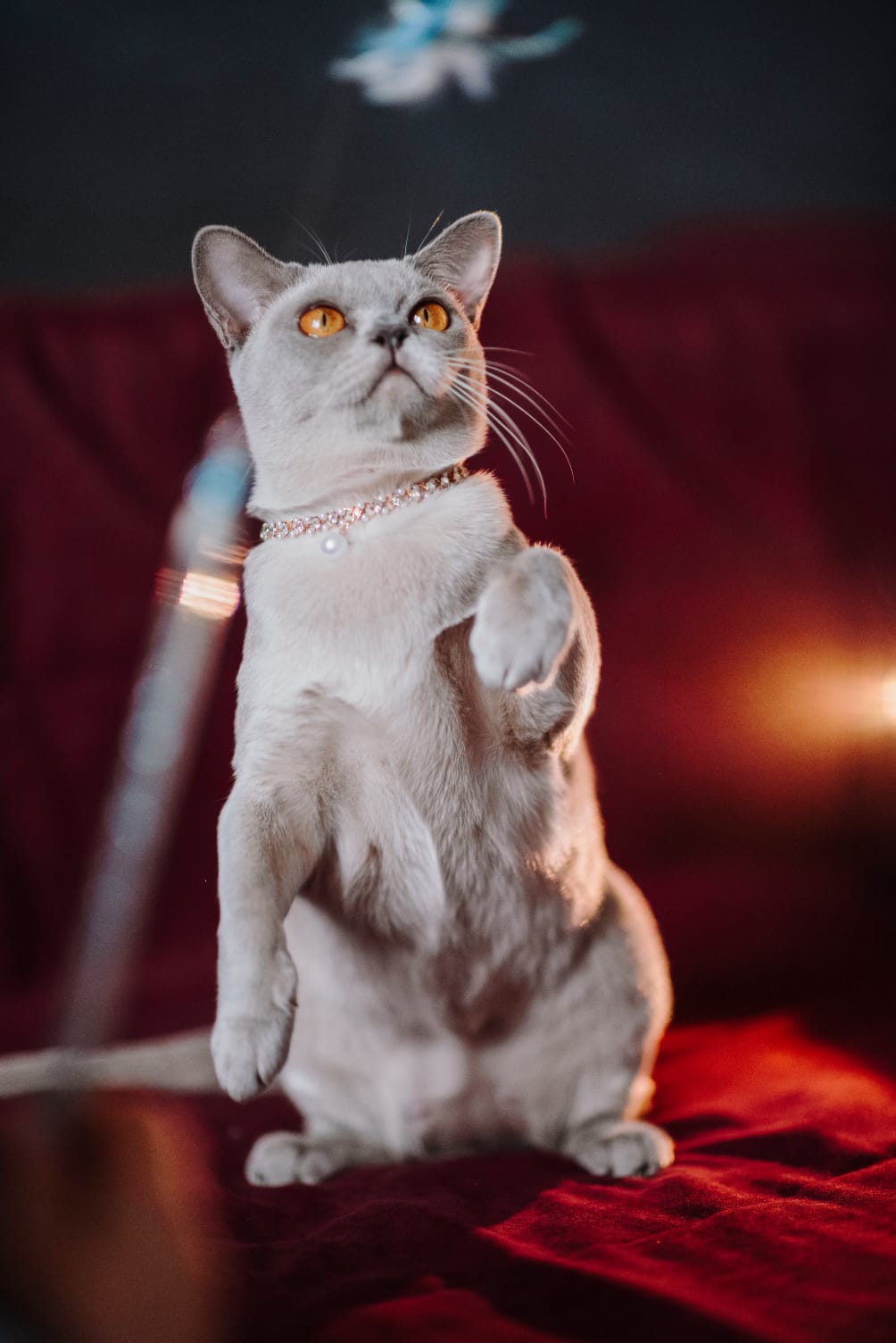 GICH. Lilo Uma Blumarin