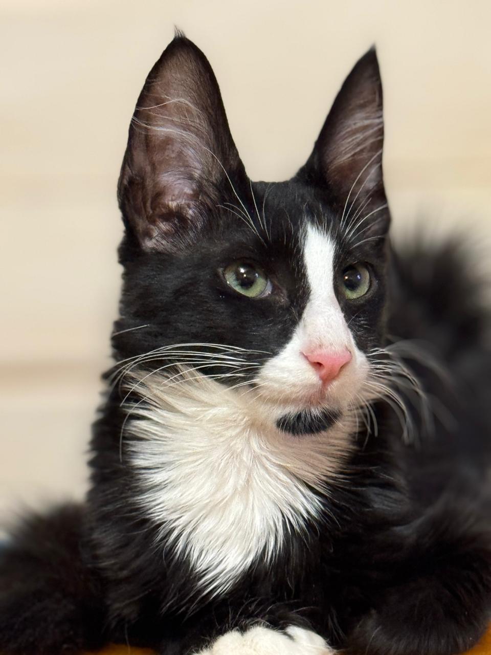 Mountain of trolls rich Hieronymus Bosch