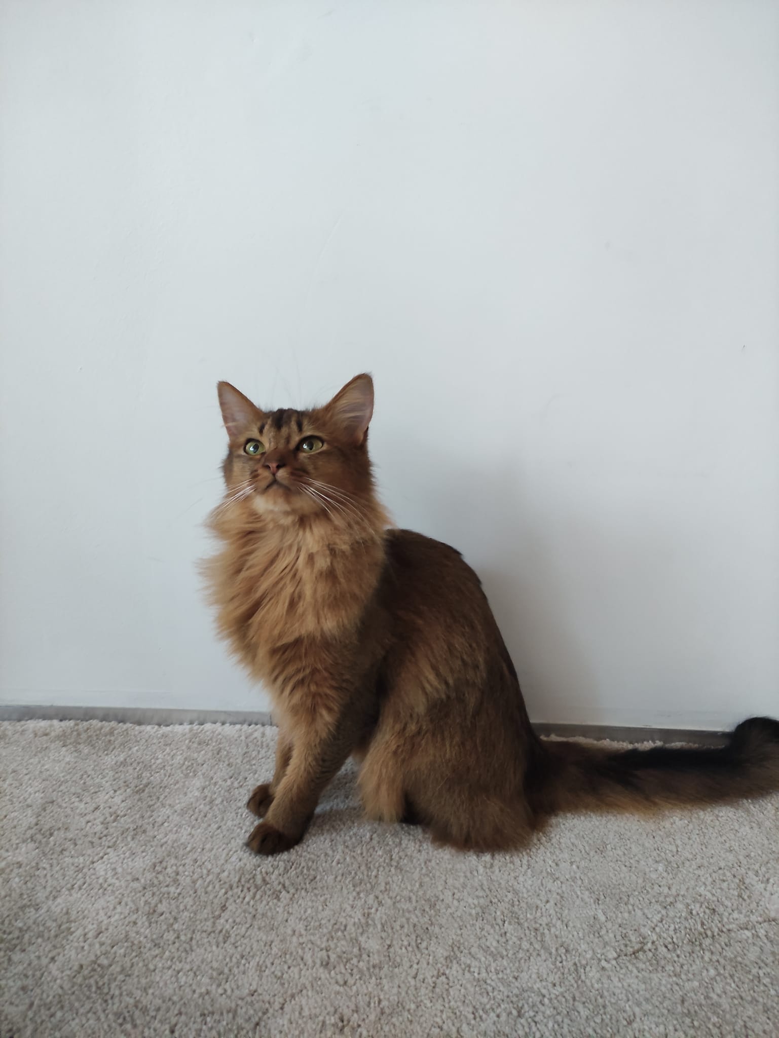 Taisy Latvian Miracle