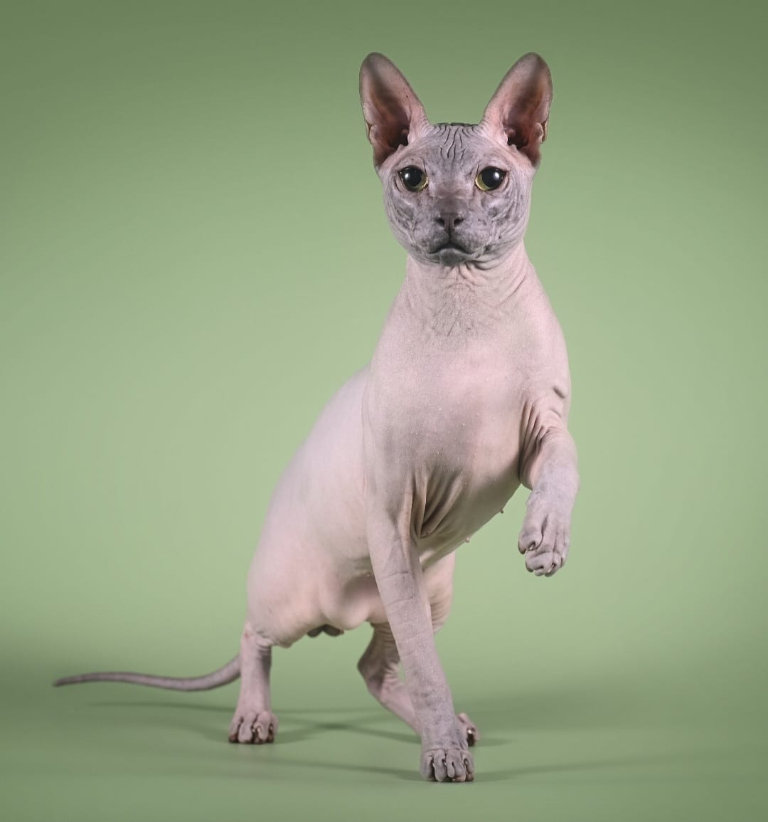 Enzo Ferrari of Corallsolare