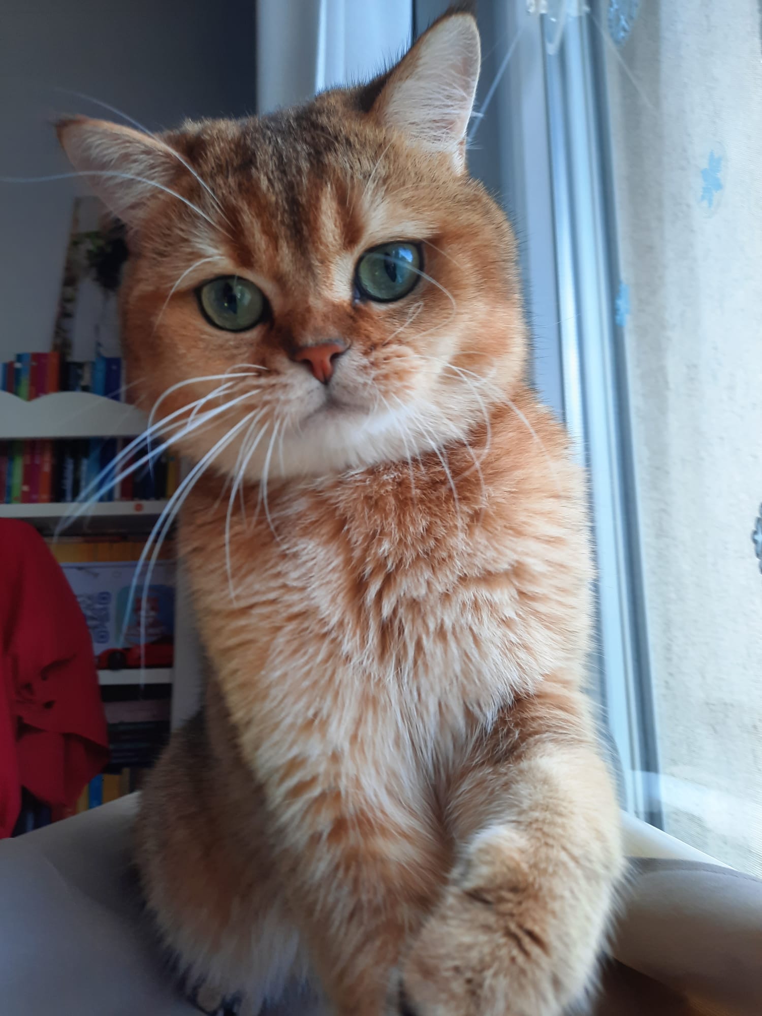 ICH. REHA AMETHISY BILLY