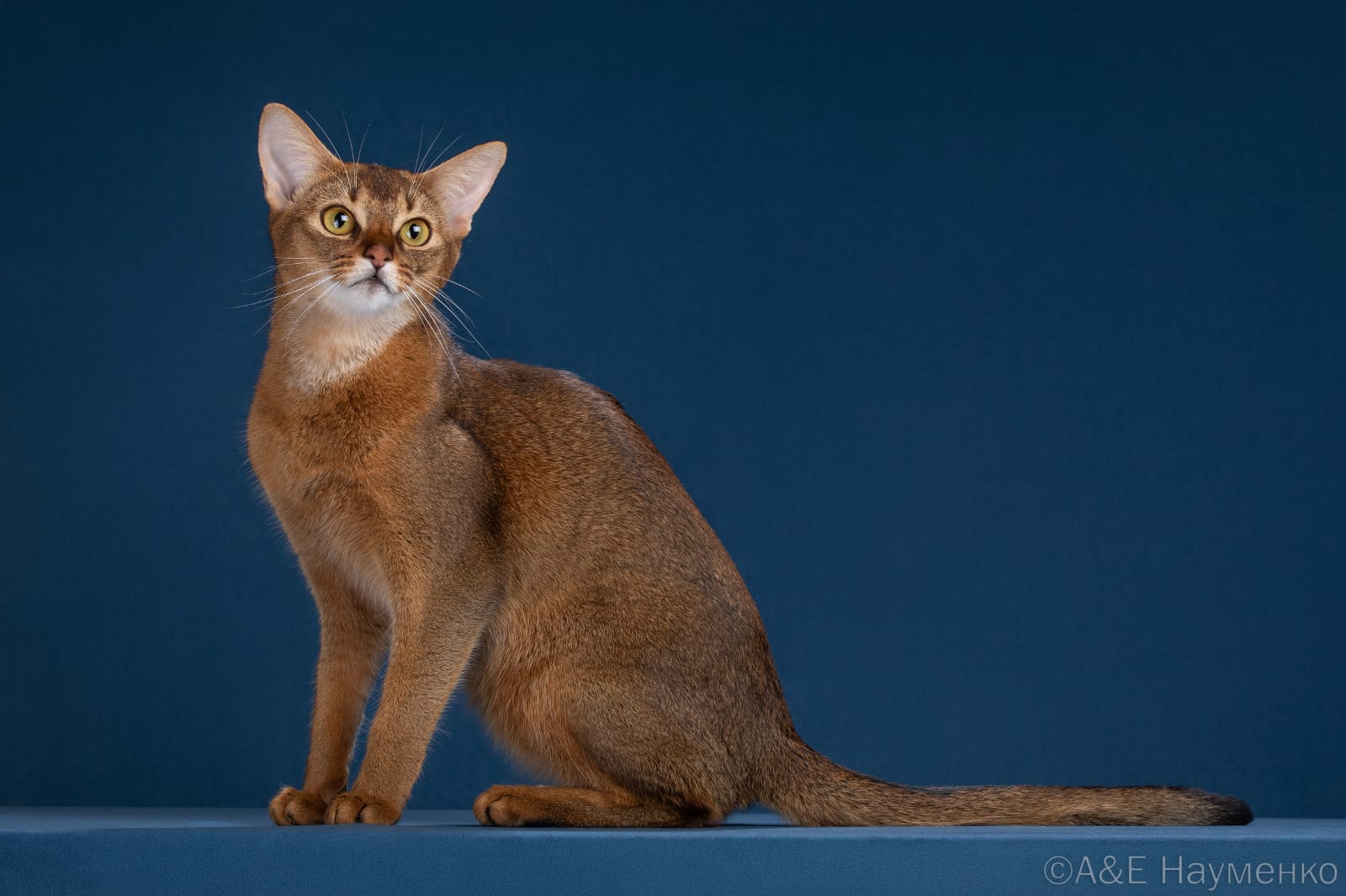 CH. Gloria Wild Margo