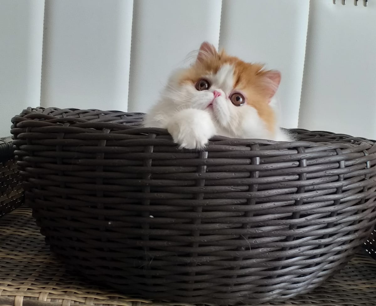 ICH. Prima Kapriz Eleny Olumpionik