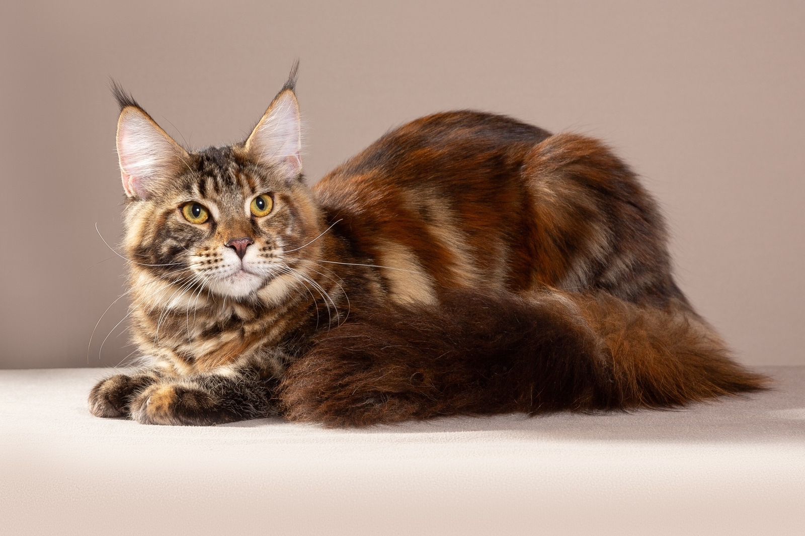 Coonvill's Viva la Diva